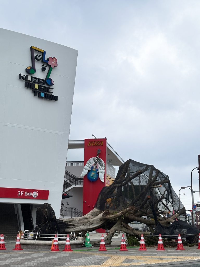 2026年 台風6号 倒木