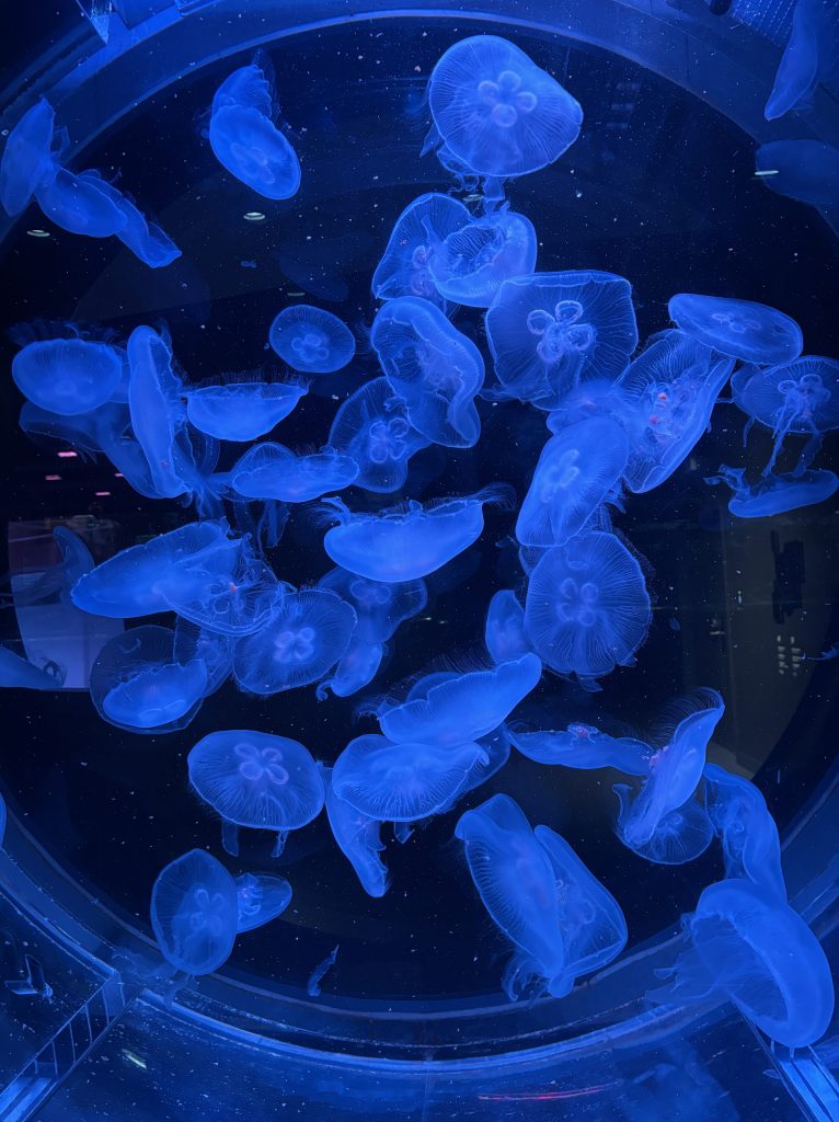 札幌　水族館　クラゲ